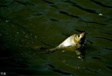 你不一定知道的秋季钓鱼小技巧，快来看