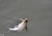 秋季钓鱼的最佳时节与饵料选择