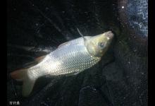 春季夜钓气温，钓位，钓饵，钓具等四大体会