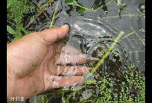 早春雨天作钓钓饵钓竿钓组的选择技巧