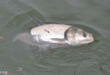 秋季野钓鲢鱅的三大关键点