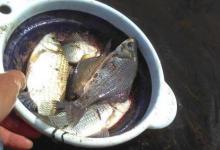 春季钓大鲫鱼钓点钓位的选择技巧