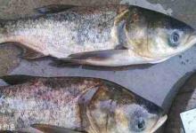 水库夏钓鲢鳙的钓具选择用饵与遛鱼技巧