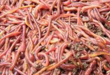 秋季怎样用饵避免小鱼闹漂？4招