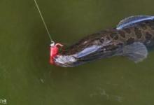 秋天垂钓黑鱼和鲤鱼的不同方法