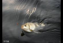 冬季钓鲫鱼的最佳提竿时机
