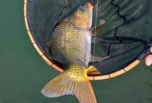 初秋野钓鲤鱼的四个时间段