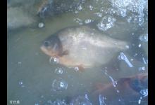 在夏天河道钓鲳鱼的技巧