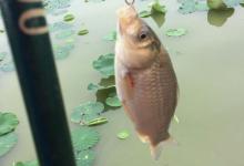 夏钓垂钓鲫鱼的水域、时段选择技巧