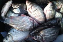 高手分享春季钓鱼必杀技的要点