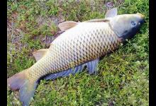 秋季野钓鲤鱼应该如何用饵？