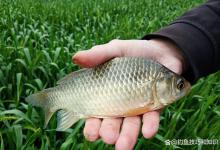 夏天钓大鲫鱼，酒米和拉饵哪个效果好？夏季钓大鲫鱼的鱼饵对比