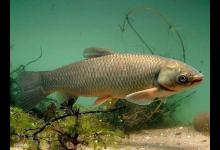 秋季野钓大鱼时的3个选漂技巧