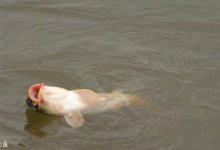 让你不再愁鱼没口的夏钓鲫鱼技巧
