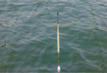 秋季想钓大鲫鱼要掌握的几个技巧