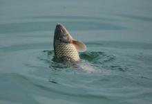 夏天闷热时什么鱼最好钓