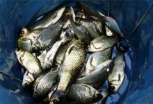 想学习钓鱼高手的每天鱼获满满，经验来了