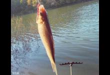 秋天鱼难钓的应对方法