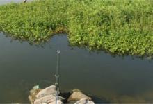 秋季钓鱼不开口不吃饵，一般是这三个情况