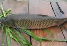 秋季江河出钓，时机选择和饵料的技巧