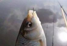 夏季在黑坑钓鲫鱼、鲤鱼的技巧