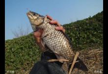 春钓的天气时间钓点饵料及对象鱼选择