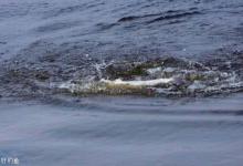 秋天根据水花、水色、水草鱼星判断鱼情