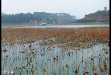 冬季枯草区钓鱼的技巧