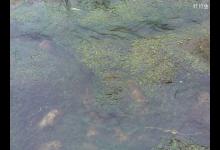 春季不同草窝钓鲫鱼的应对技巧