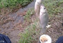 细说春季钓水草的原因与垂钓的技巧