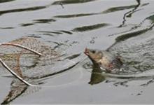 秋季昼夜温差大？达人为你解答该怎么钓鱼