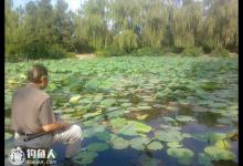 秋季莲花塘巧钓鲤鱼的四个实用技巧