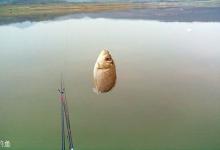 春季钓鲫鱼选点、用竿及饵料的味型搭配