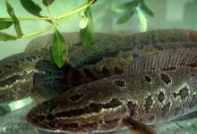 秋季垂钓黑鱼的天气、钓点和饵料技巧