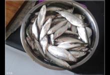 夏季钓白条的6条速成法