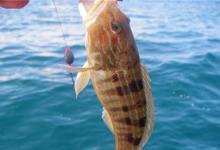 助你征战十月，秋钓必知几个小技巧