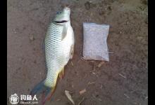 深秋钓鲤鱼三个实用经验