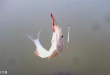 冬季用蚯蚓红虫饵野钓的五个技巧