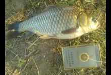 夏季野钓大鲫鱼的三个技巧