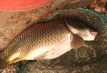 秋季台钓大鱼，这些技巧要掌握