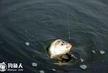 最适合冬钓大棚的鲫鱼秘方，赶紧收藏