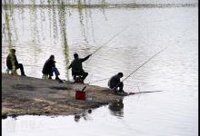 春季水位下降库钓落水鱼技巧