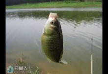 春钓鲫鱼和鲤鱼的难点与技巧分析