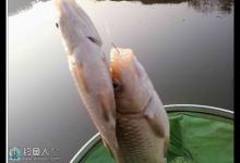 冬钓鲫鱼的技巧与饵料窝料搭配方法