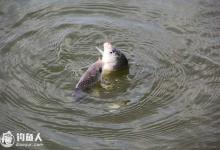 高手谈春钓浅的实践见解