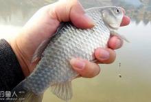 冬钓鲫鱼的适宜天气钓点和饵料分享