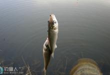 冬季轻口鱼的五个应对技巧