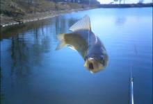 天变凉，很多钓友开始用轻饵垂钓鲫鱼，这时调钓需要注意什么？