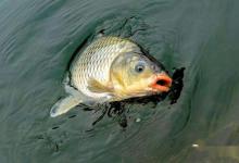 夏钓鲤鱼，钓友自从使用过这款自制饵后，再也不去买商品饵了