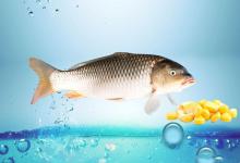 玉米打窝玉米钓，只要你掌握这一个原则，就不愁钓不住大鱼